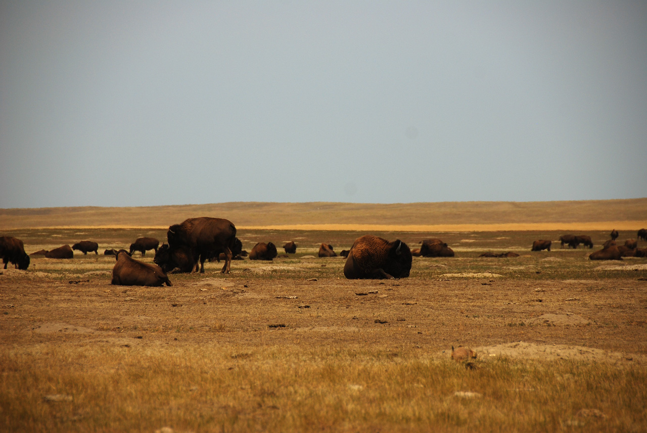 2012-08-10, 090, Bison Herd