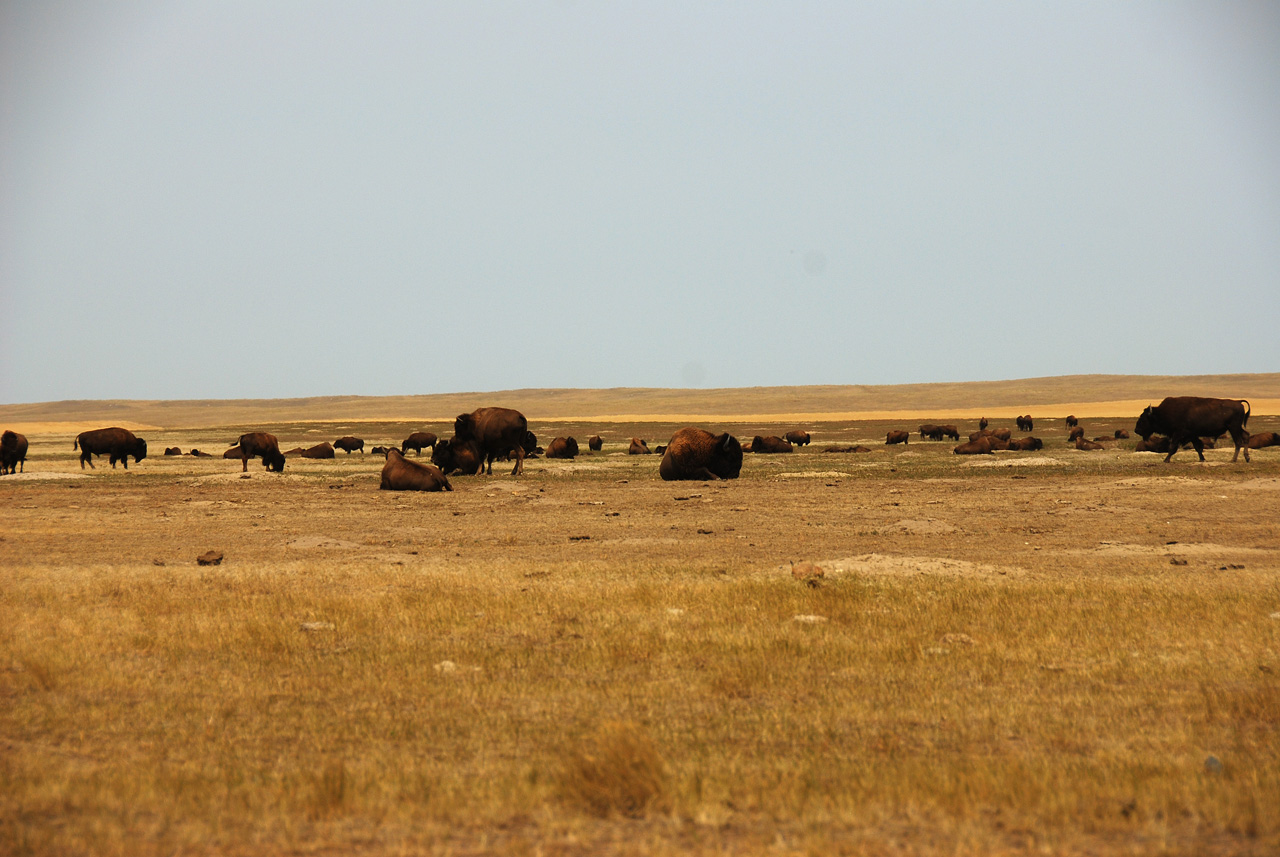 2012-08-10, 091, Bison Herd