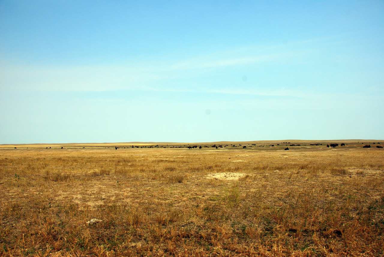 2012-08-10, 092, Bison Herd