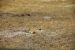 2012-08-10, 077, Prairie Dog Town