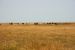 2012-08-10, 089, Bison Herd