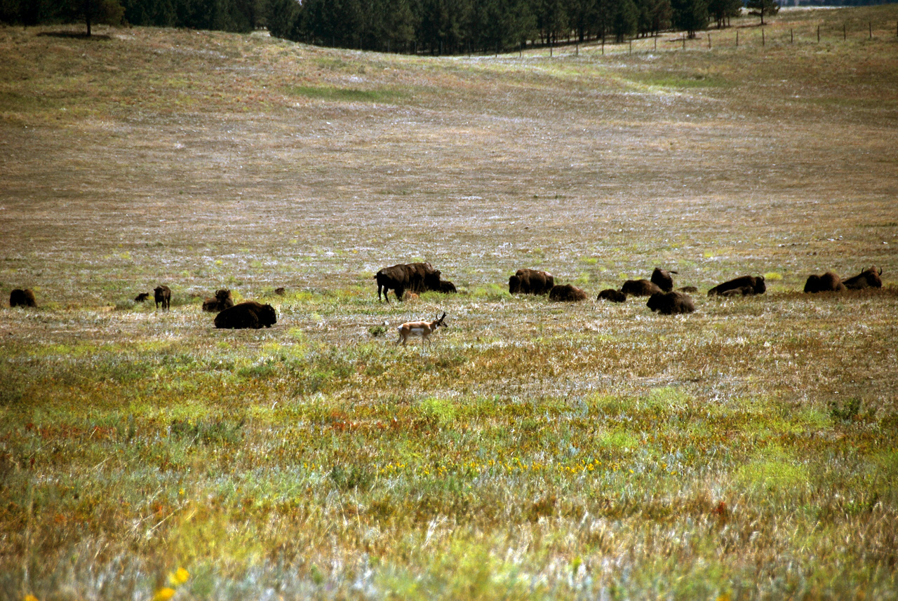 2012-08-19, 006, Custer State Park