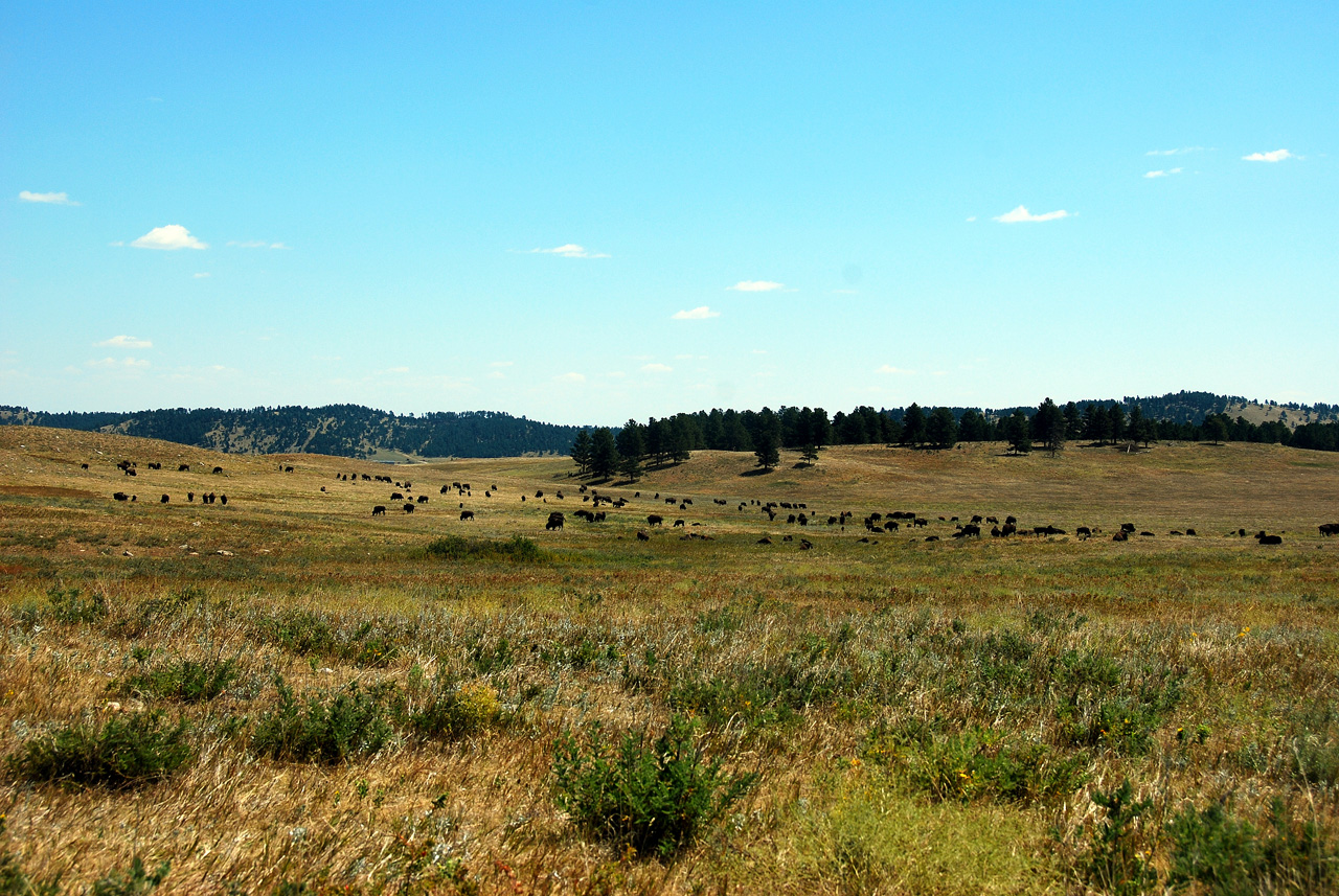 2012-08-19, 007, Custer State Park