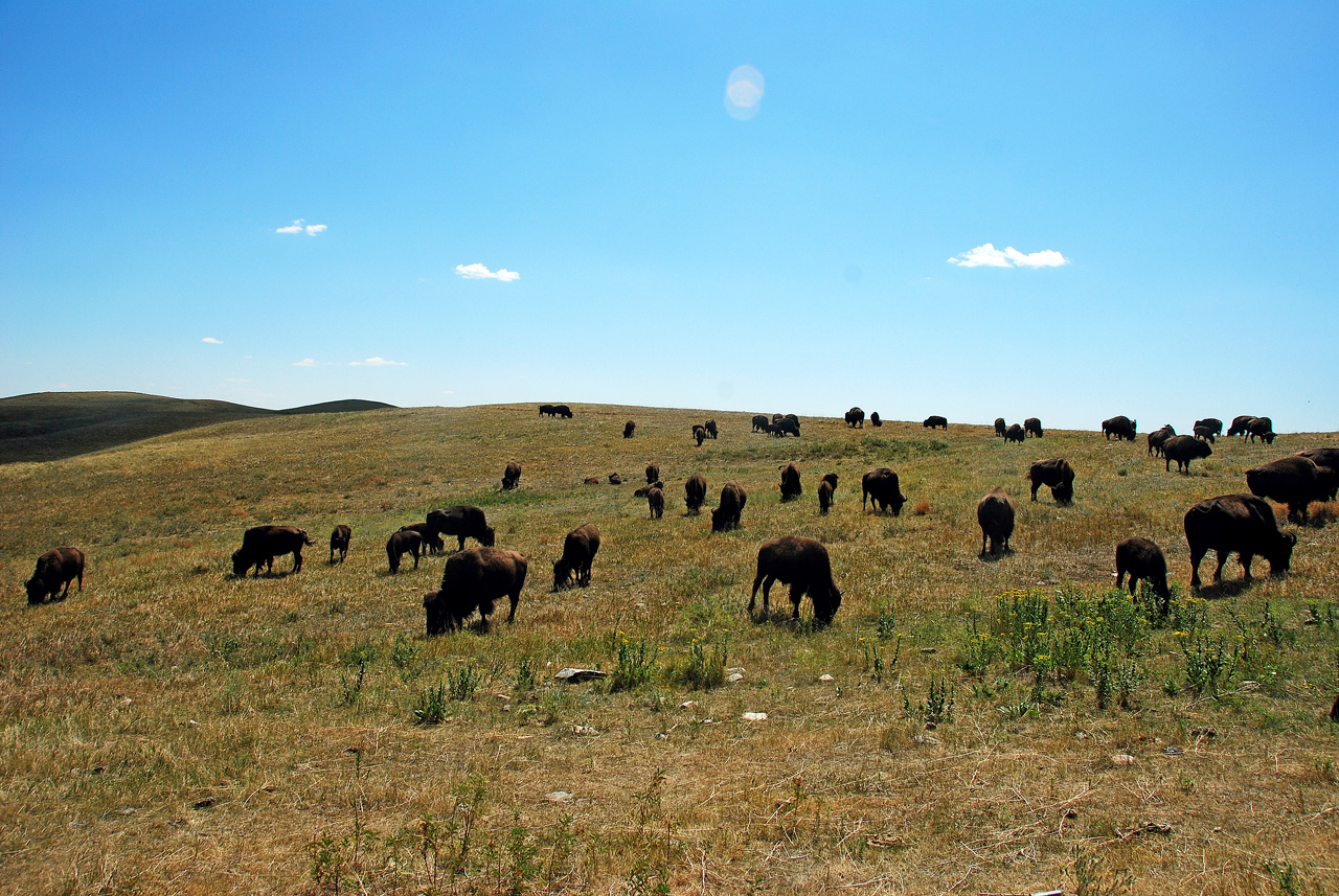 2012-08-19, 012, Custer State Park