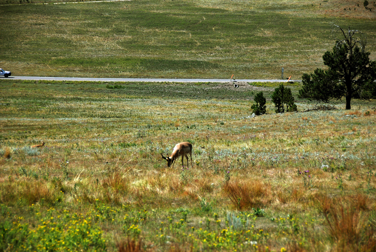 2012-08-19, 020, Custer State Park