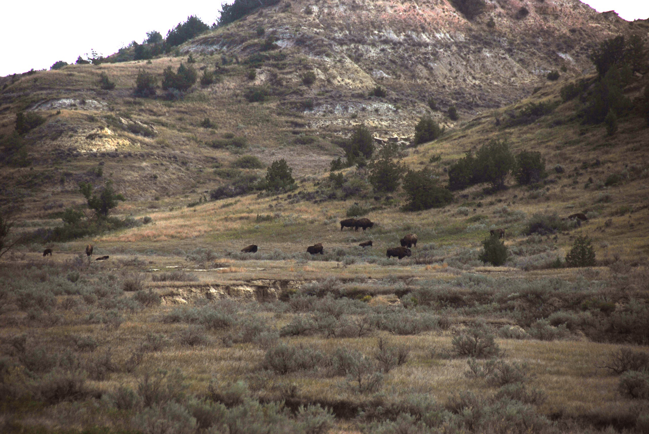 2012-08-28, 020, Theodore Roosevelt NP