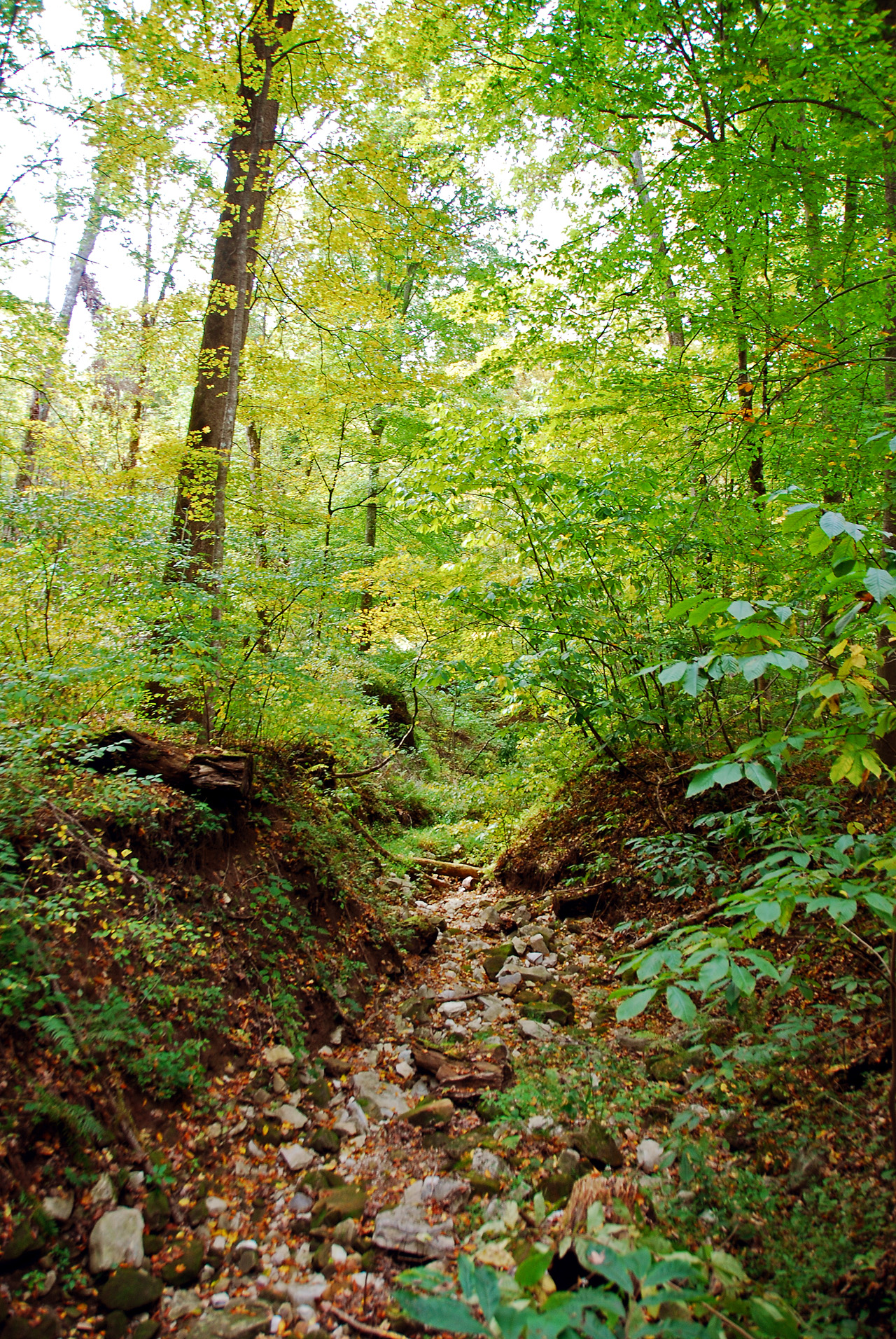 2012-10-12, 019, Mammoth Cave NP, KY
