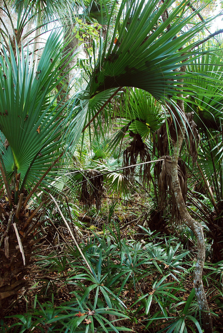 2013-01-16, 008, Wekiwa Springs St Pk