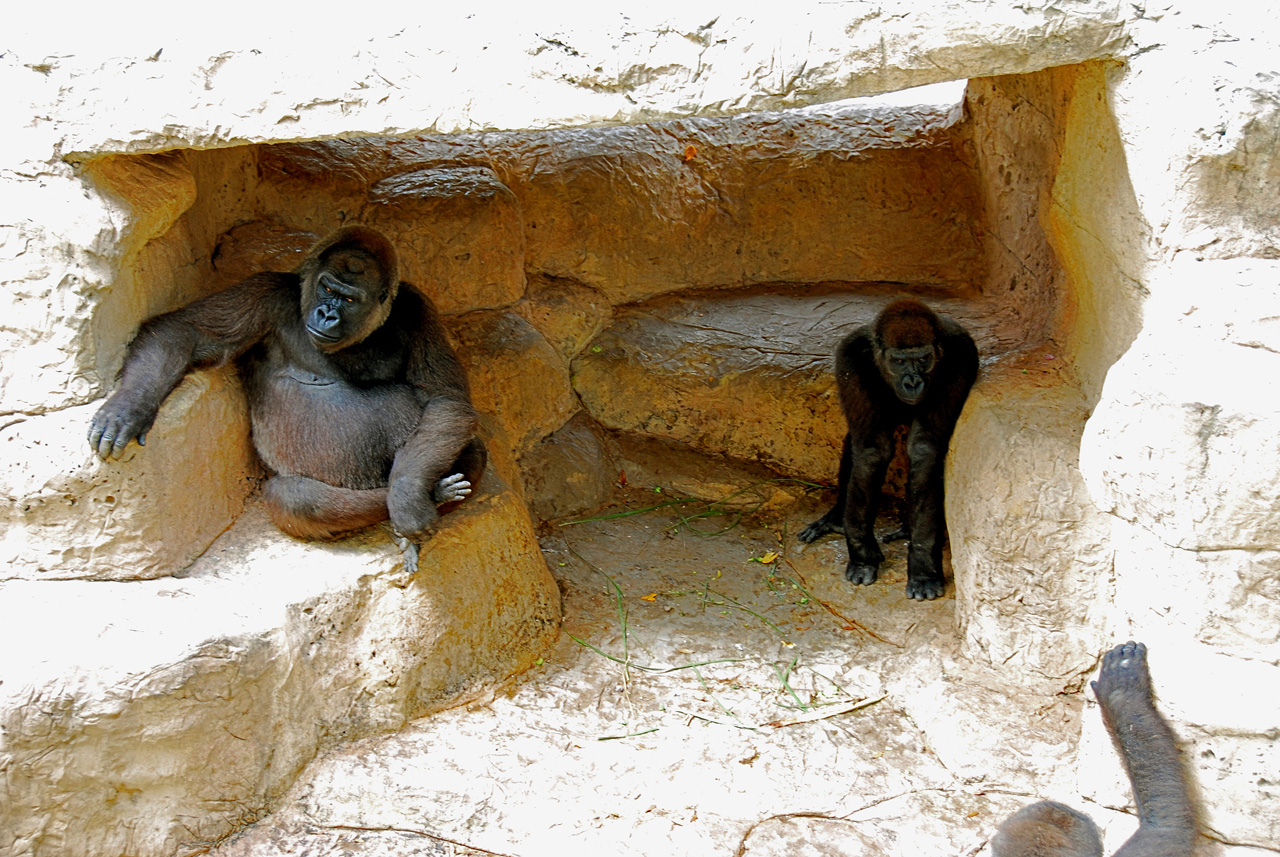 2013-04-03, 007, Gladys Porter Zoo, Brownsville, TX