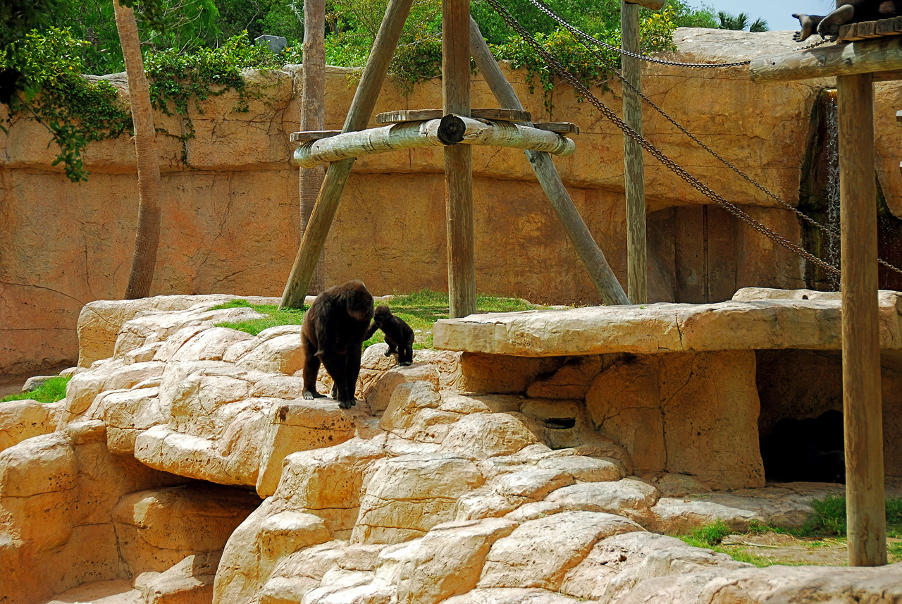 2013-04-03, 018, Gladys Porter Zoo, Brownsville, TX