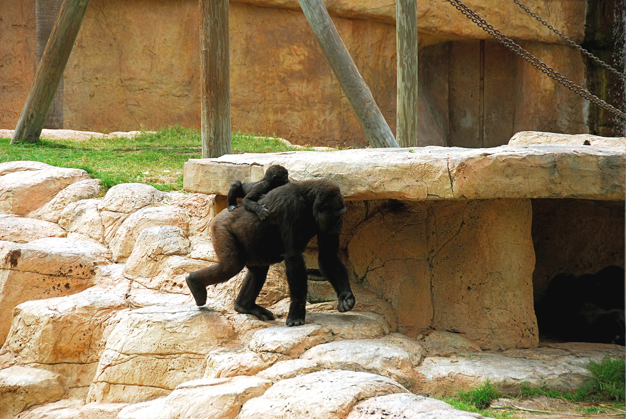2013-04-03, 020, Gladys Porter Zoo, Brownsville, TX