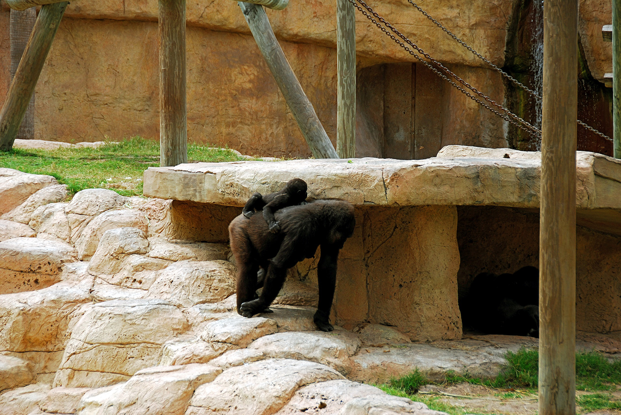 2013-04-03, 021, Gladys Porter Zoo, Brownsville, TX