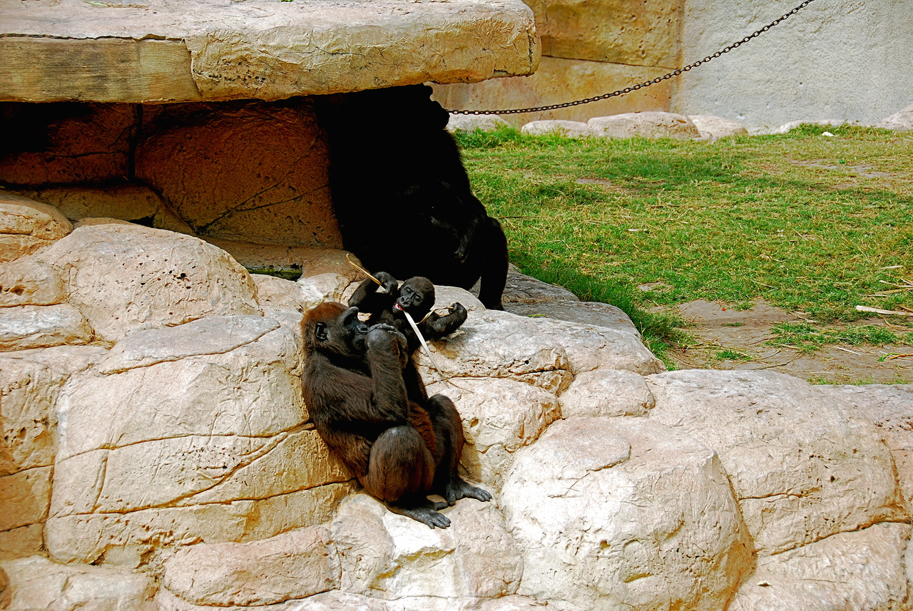 2013-04-03, 023, Gladys Porter Zoo, Brownsville, TX