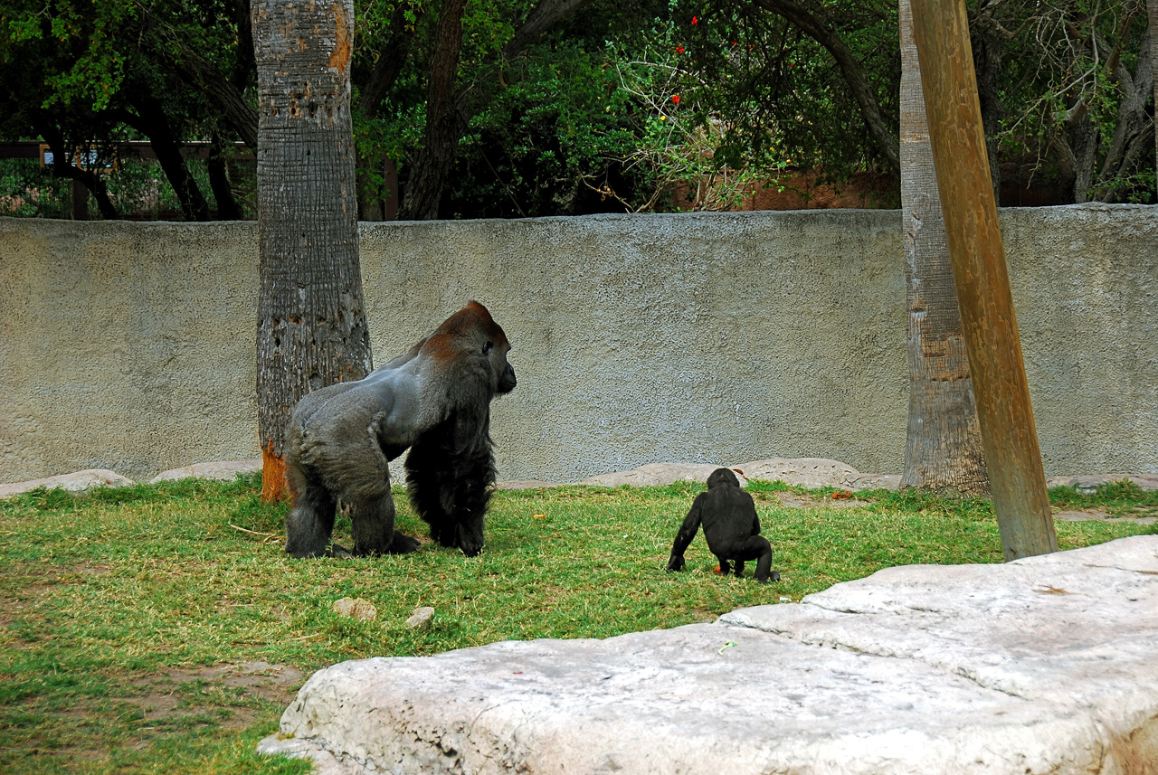 2013-04-03, 024, Gladys Porter Zoo, Brownsville, TX