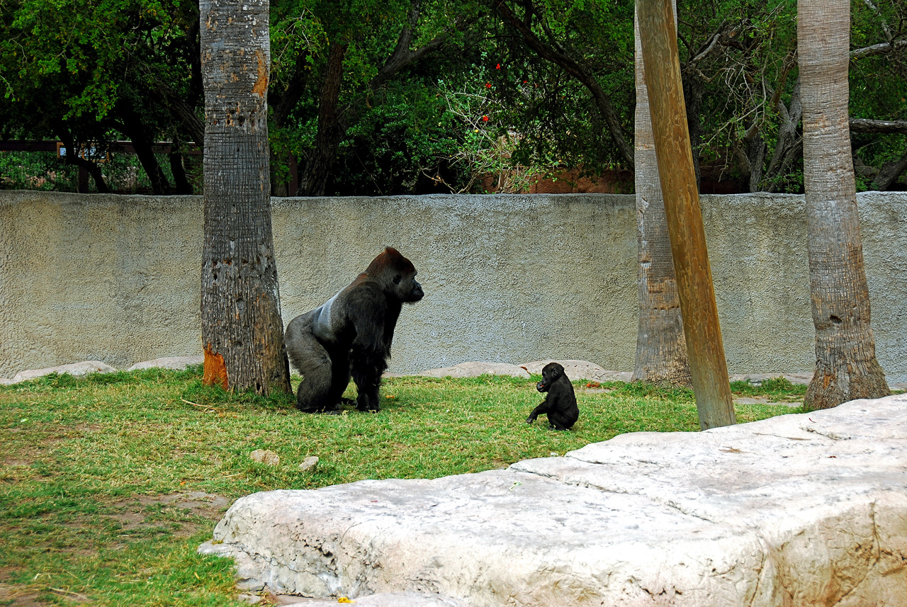 2013-04-03, 025, Gladys Porter Zoo, Brownsville, TX