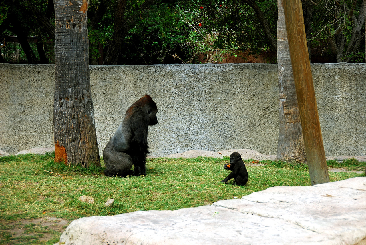 2013-04-03, 026, Gladys Porter Zoo, Brownsville, TX