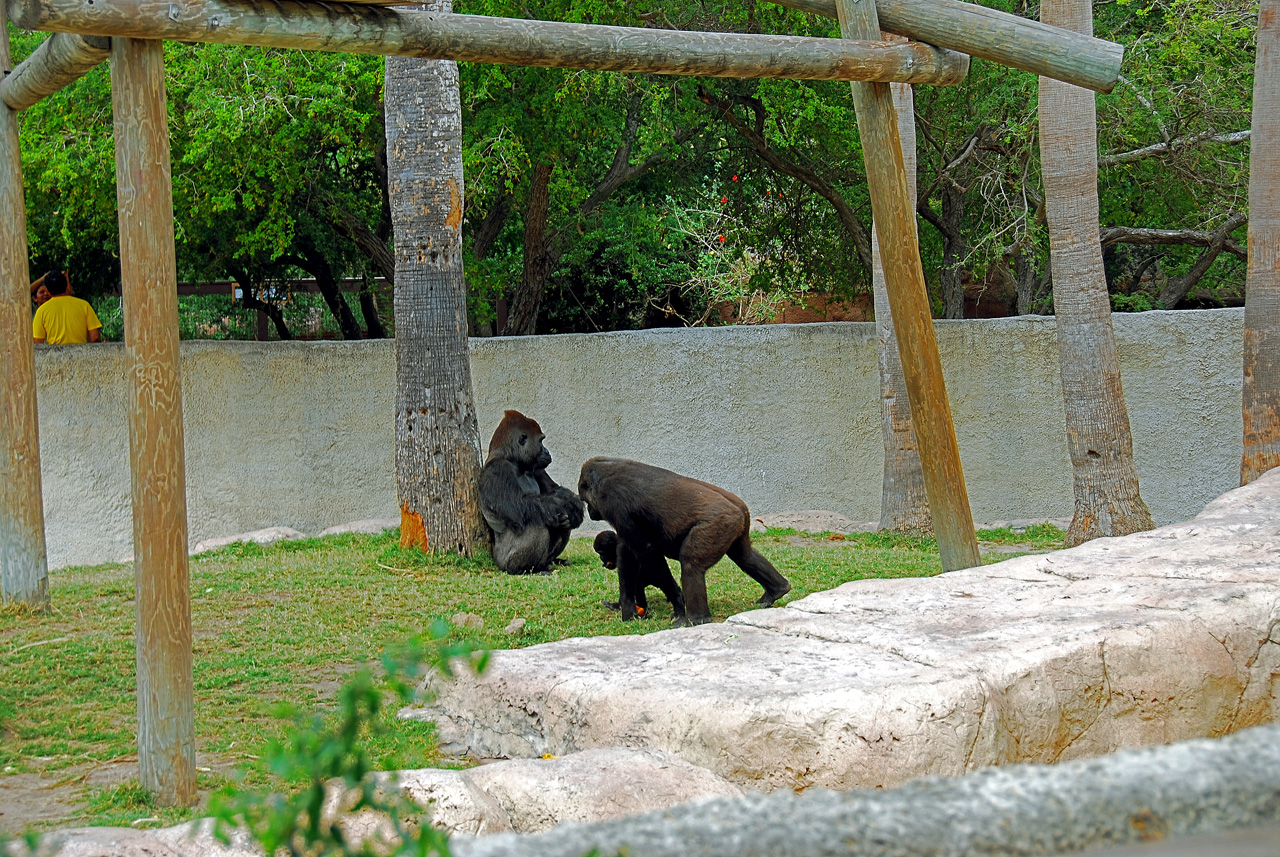 2013-04-03, 028, Gladys Porter Zoo, Brownsville, TX