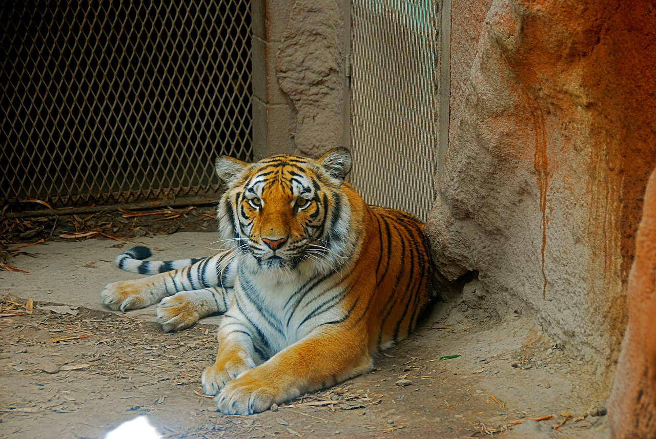 2013-04-03, 042, Gladys Porter Zoo, Brownsville, TX