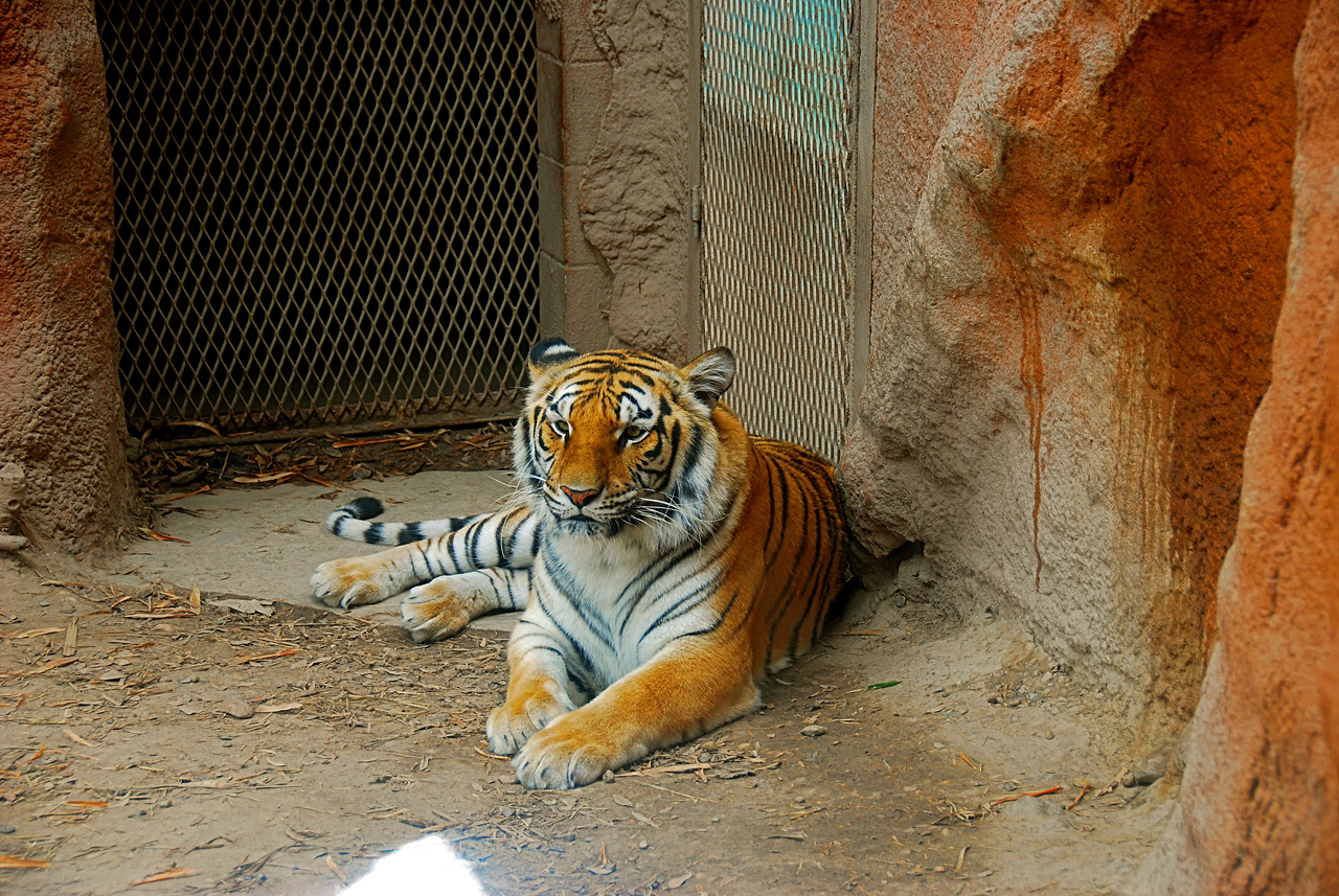 2013-04-03, 043, Gladys Porter Zoo, Brownsville, TX