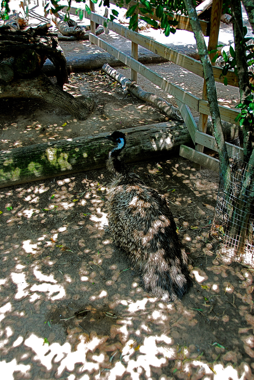 2013-04-03, 081, Gladys Porter Zoo, Brownsville, TX