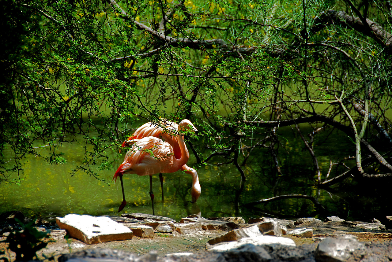 2013-04-03, 085, Gladys Porter Zoo, Brownsville, TX