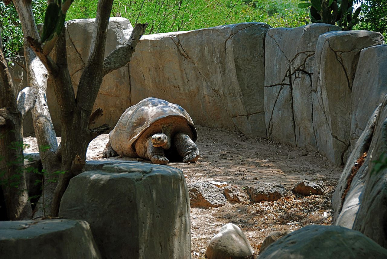 2013-04-03, 088, Gladys Porter Zoo, Brownsville, TX
