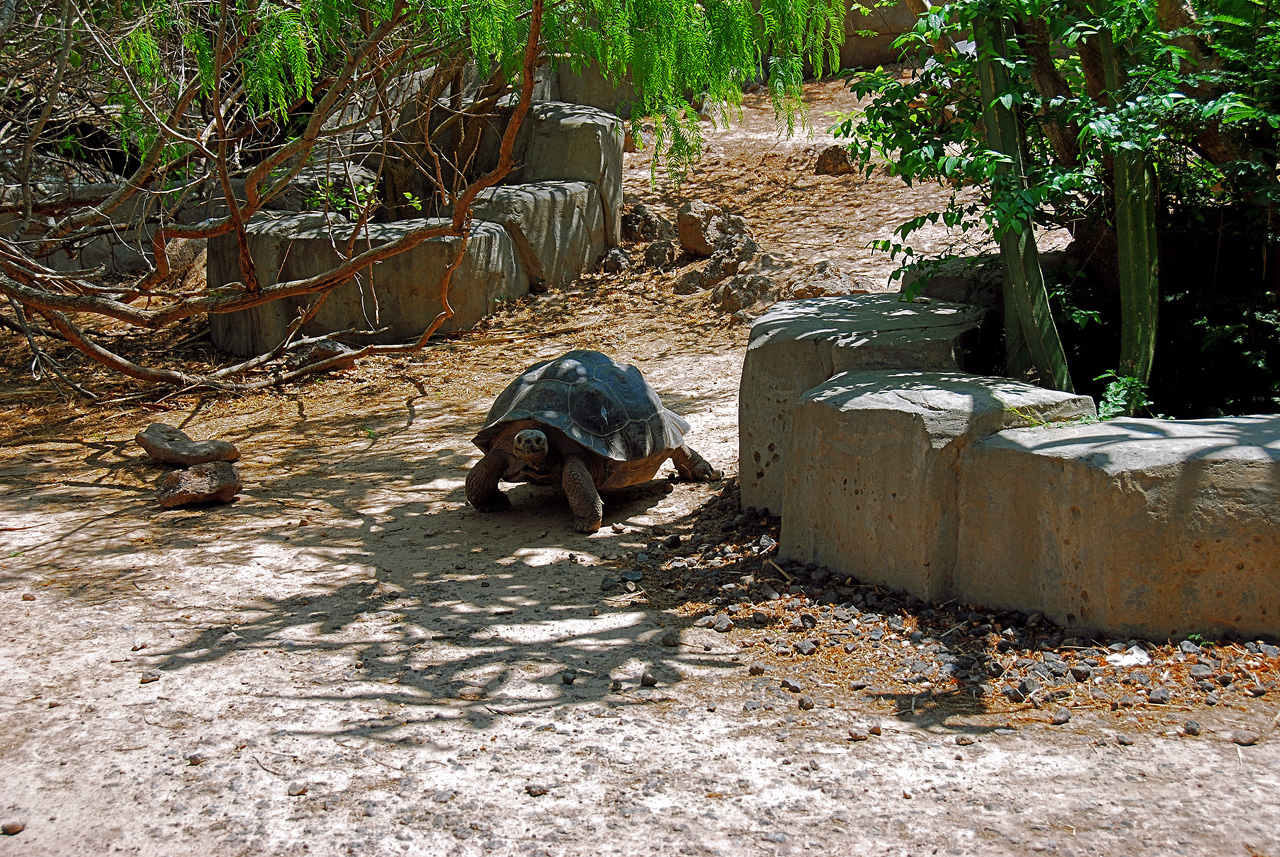 2013-04-03, 093, Gladys Porter Zoo, Brownsville, TX