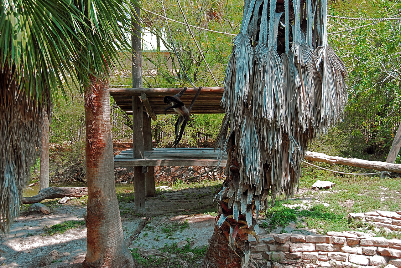 2013-04-03, 101, Gladys Porter Zoo, Brownsville, TX