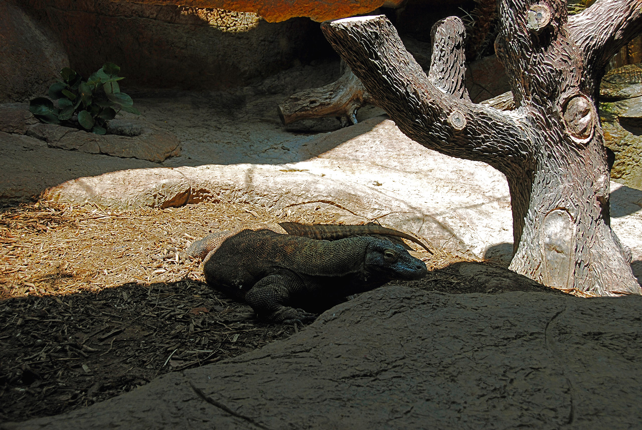 2013-04-03, 110, Gladys Porter Zoo, Brownsville, TX