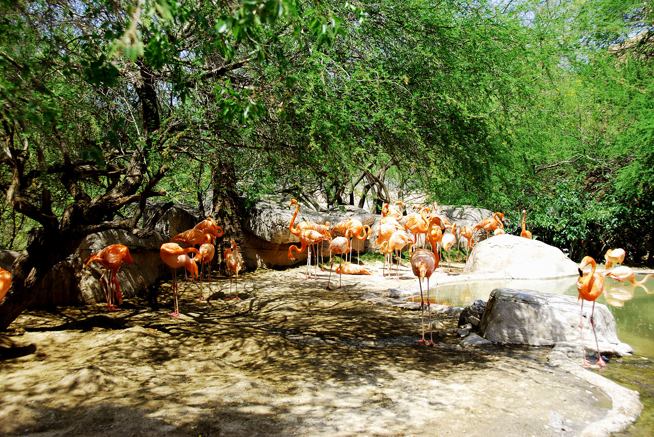 2013-04-03, 132, Gladys Porter Zoo, Brownsville, TX