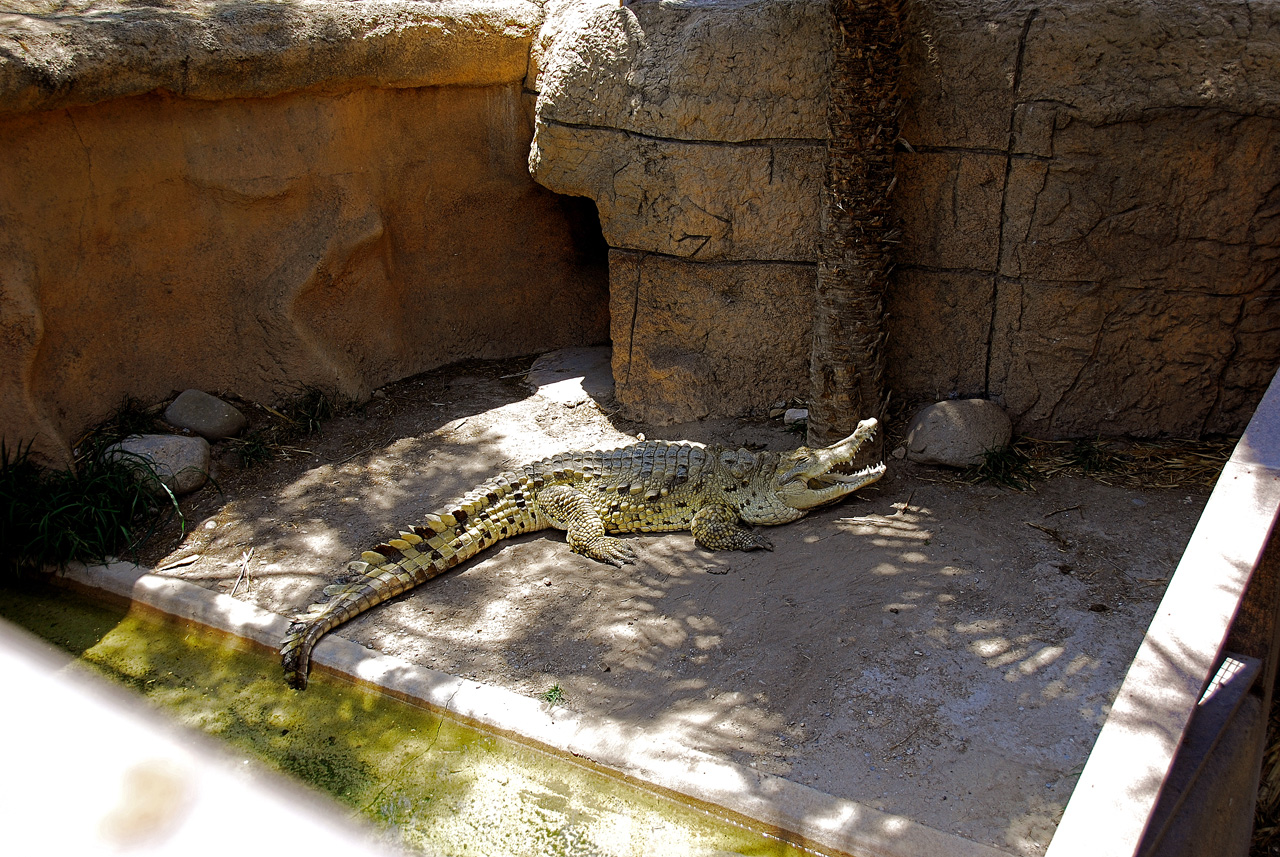 2013-04-03, 133, Gladys Porter Zoo, Brownsville, TX