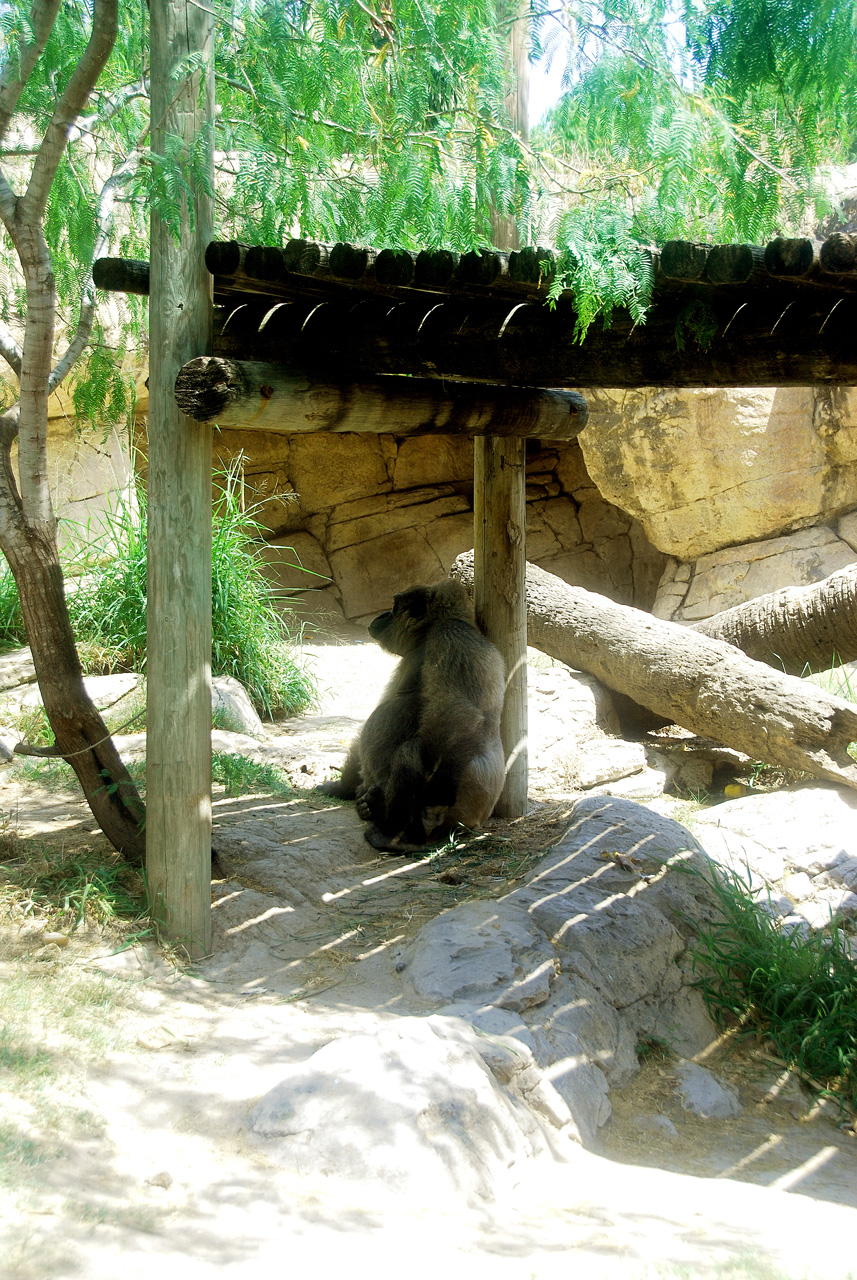 2013-04-03, 136, Gladys Porter Zoo, Brownsville, TX