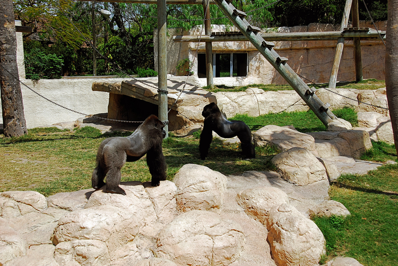 2013-04-03, 140, Gladys Porter Zoo, Brownsville, TX
