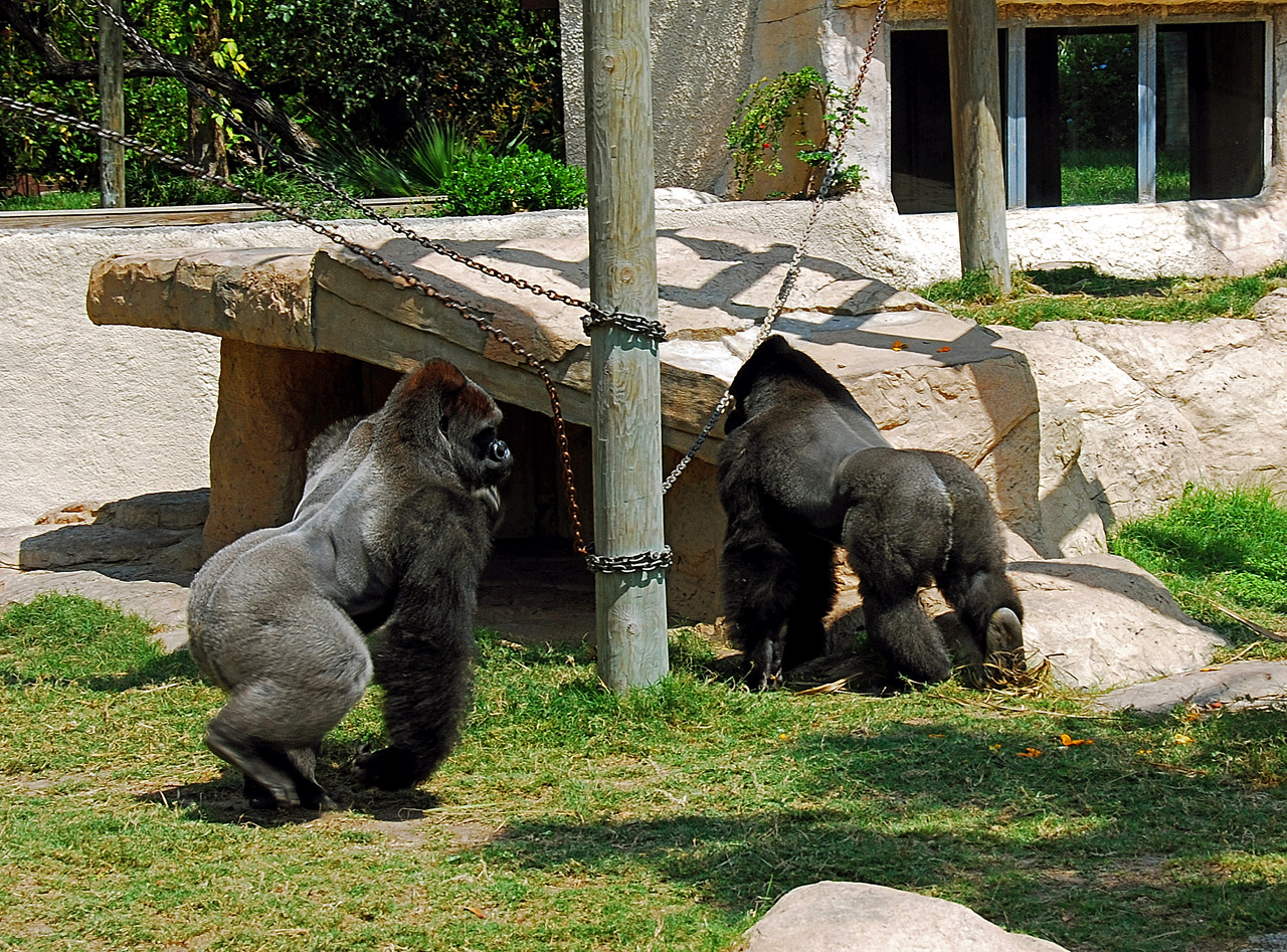 2013-04-03, 142, Gladys Porter Zoo, Brownsville, TX