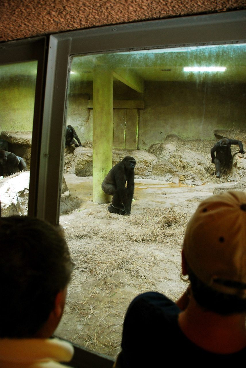 2013-04-03, 148, Gladys Porter Zoo, Brownsville, TX