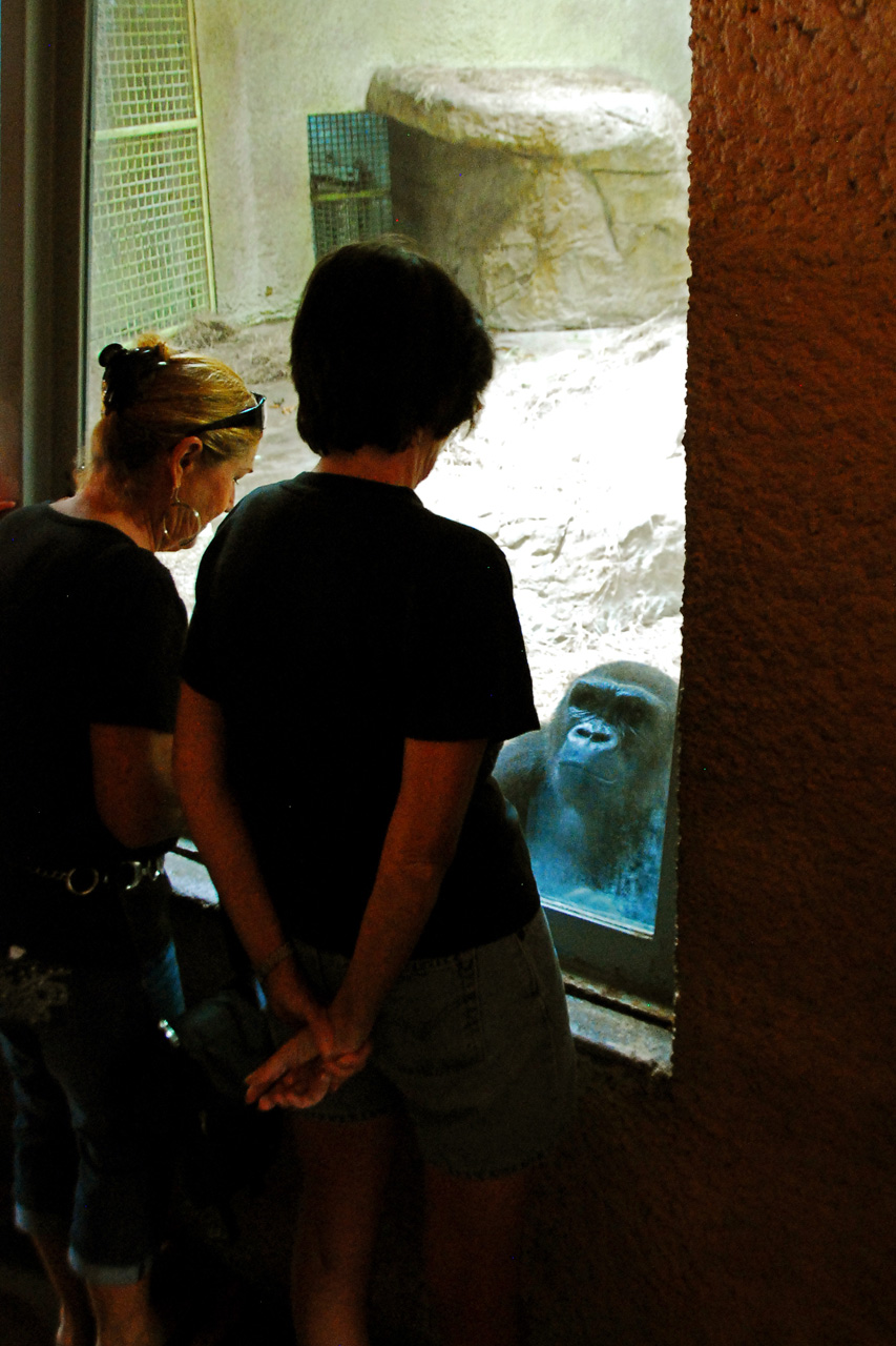 2013-04-03, 153, Gladys Porter Zoo, Brownsville, TX