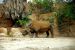 2013-04-03, 068, Gladys Porter Zoo, Brownsville, TX