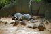 2013-04-03, 089, Gladys Porter Zoo, Brownsville, TX