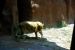 2013-04-03, 126, Gladys Porter Zoo, Brownsville, TX