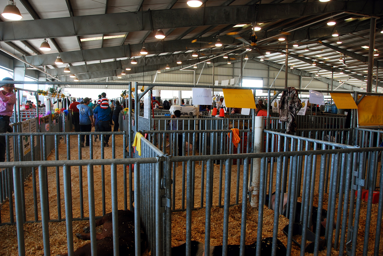 2013-03-15, 035, RGV Livestock, Mercedes, TX