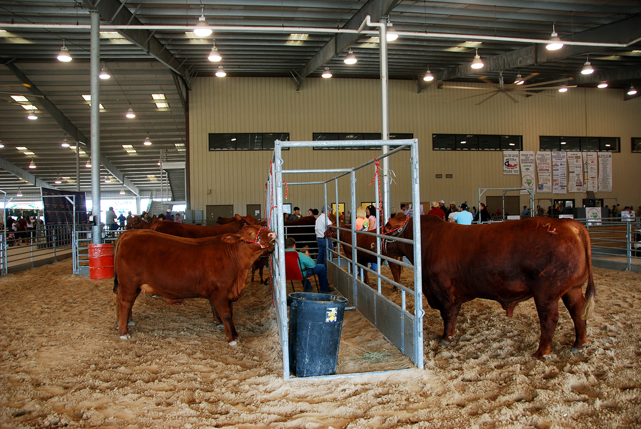 2013-03-15, 037, RGV Livestock, Mercedes, TX