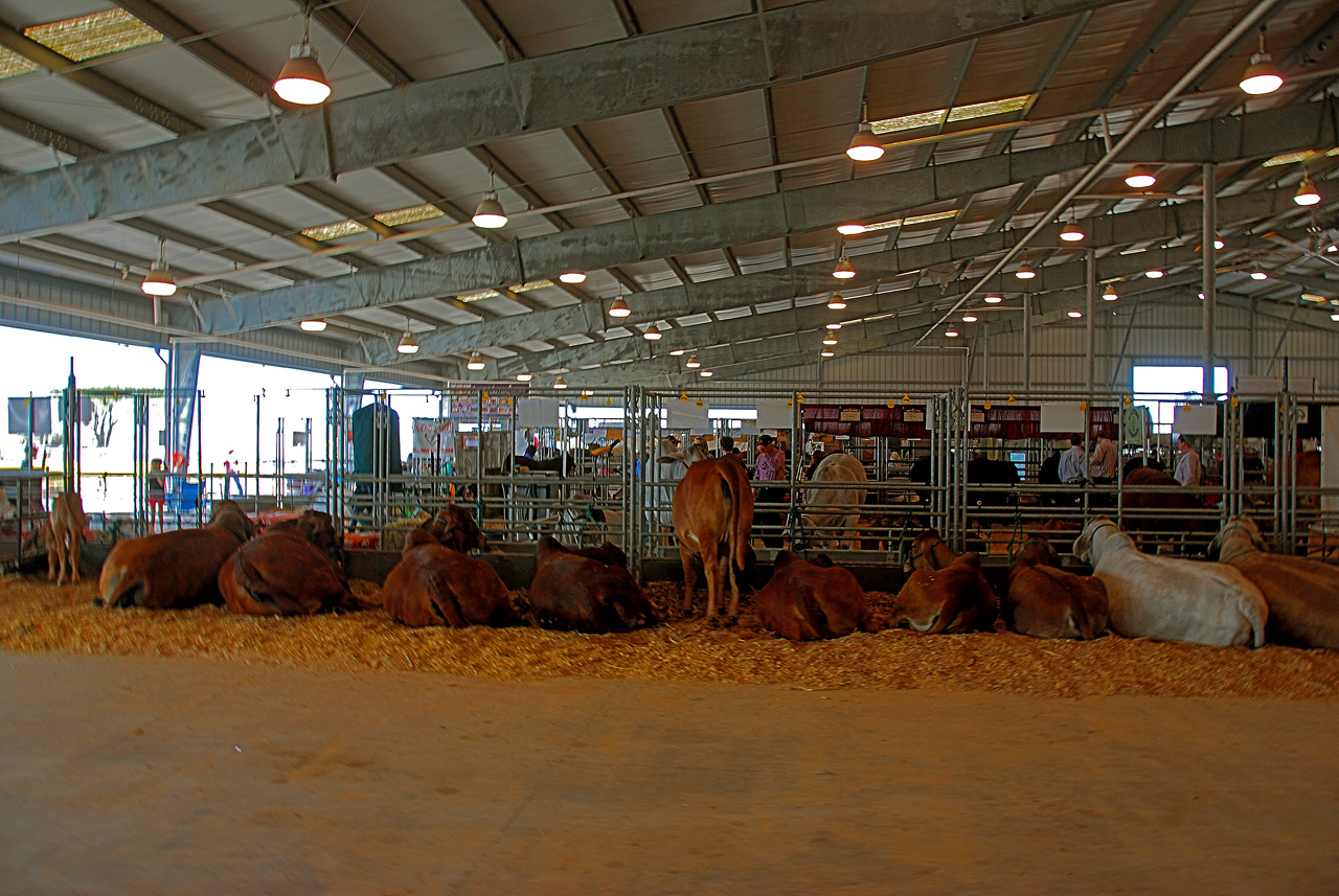 2013-03-15, 038, RGV Livestock, Mercedes, TX