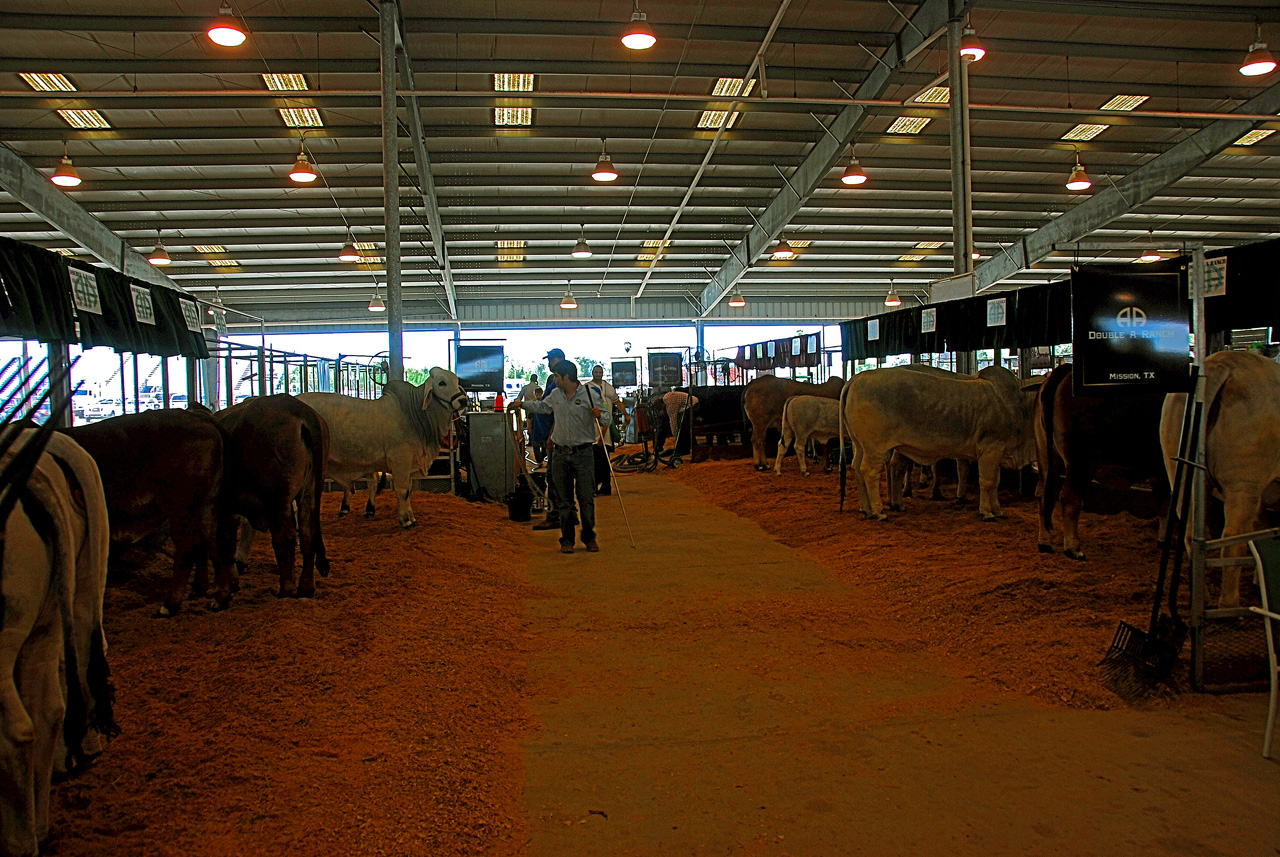 2013-03-15, 040, RGV Livestock, Mercedes, TX