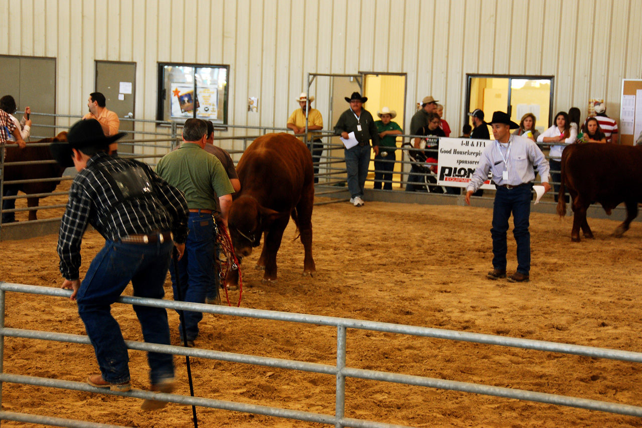 2013-03-15, 045, RGV Livestock, Mercedes, TX