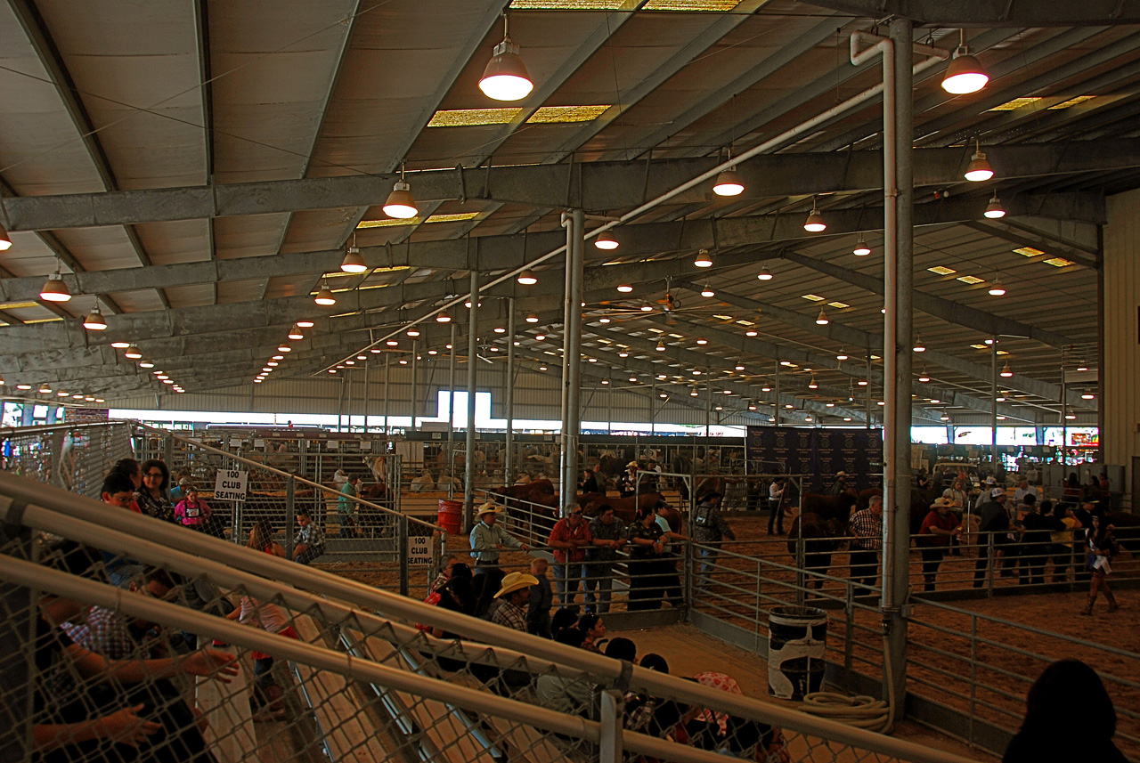 2013-03-15, 047, RGV Livestock, Mercedes, TX