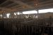 2013-03-15, 059, RGV Livestock, Mercedes, TX