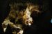 2013-05-06, 090, Carlsbad Caverns, NM