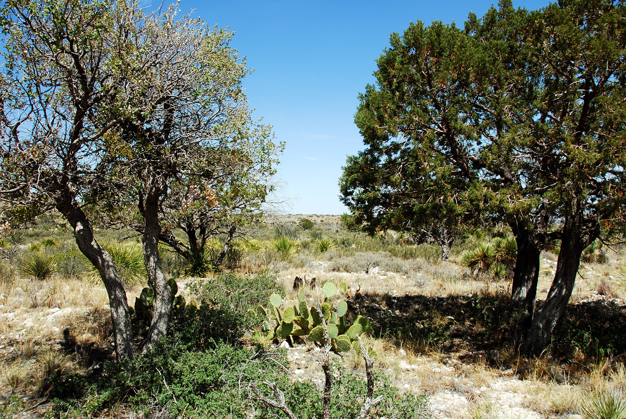 2013-05-05, 021, Guadalupe Mts, TX