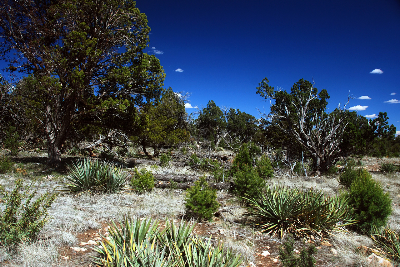 2013-05-12, 017, Walnut Canyon Nat Mon, AZ