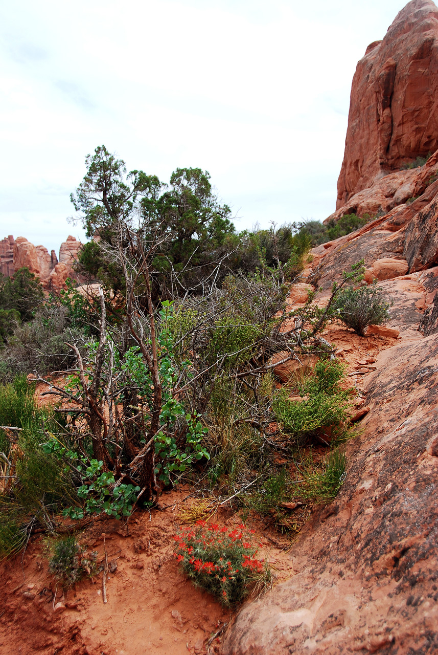 2013-05-18, 082, Windows Trail, Arches NP, UT